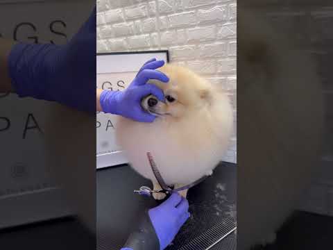 POMERANIAN TRIMMING ✂️ #pomeranian #spitz #doggroomingtips