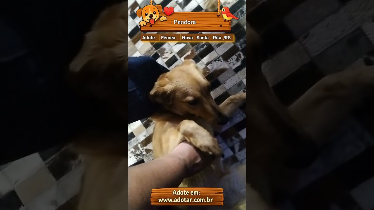 Cachorro raça SRD-ViraLata idade 2 anos nome Pandora 