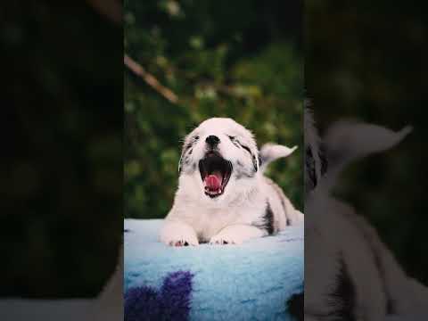 Perros Pastor Australiano en venta
