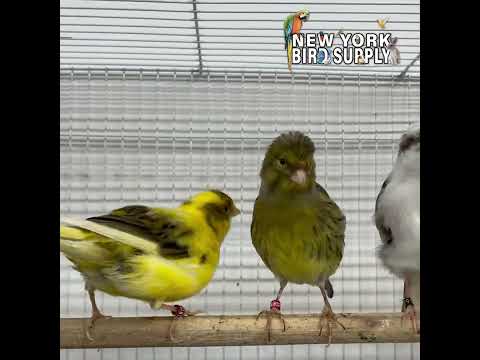 New York Bird Supply : CANARY SPOTLIGHT - Fife Canary