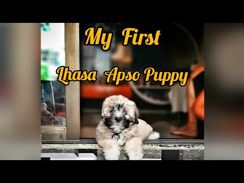 My First Puppy 🐾{Lhasa Apso}🐾