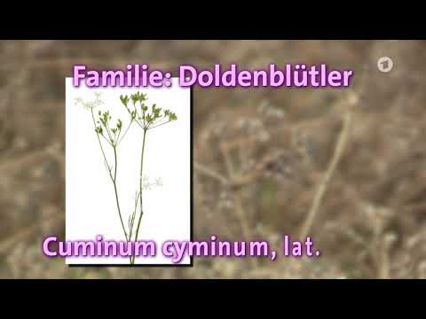 Kümmel und Kreuzkümmel ...?