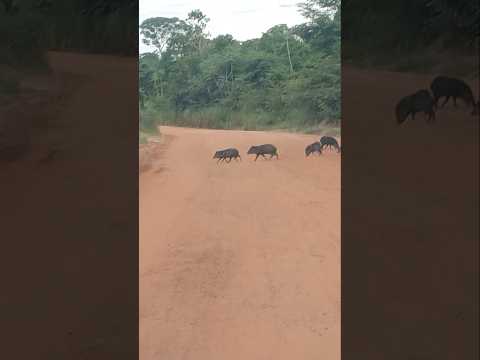 manada de catitu próximo ao rio paconeiro em gaúcha do norte.