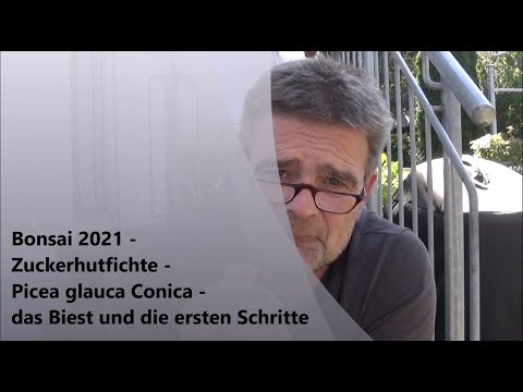 Bonsai 2021-46 - Zuckerhutfichte - Picea glauca Conica - das Biest und die ersten Schritte
