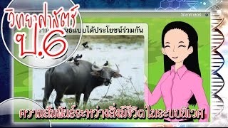 สื่อการเรียนการสอน ความสัมพันธ์ระหว่างสิ่งมีชีวิตในระบบนิเวศป.6วิทยาศาสตร์