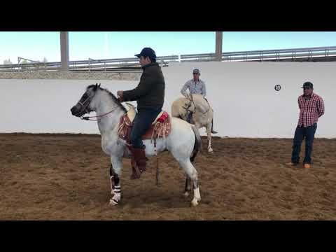 CABALLO RAZA FERNANDEZ DE CALA Y BAILE