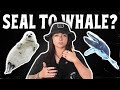 Are Seals Evolving Into Whales Lindsay Nikole