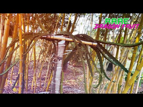 COLD SENSITIVE DRAGON FRUIT ( Desert King, Hawaiian, Godzilla, Armando, Thai Royal Blood & MORE)