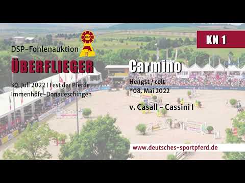 KN 1: Hengstfohlen v. Casall/Cassini