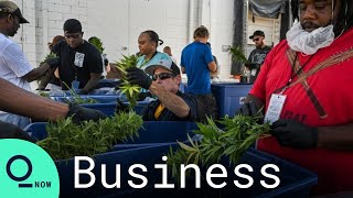 Cannabis Legalization: Legal Remedies Must "Include Social Justice"