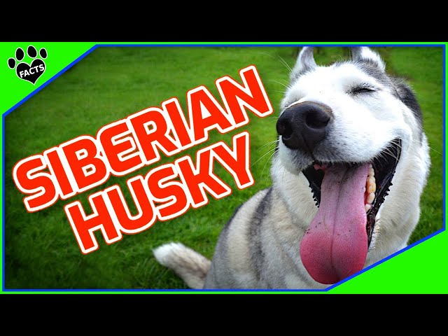 Προφορά βίντεο husky στο Αγγλικά