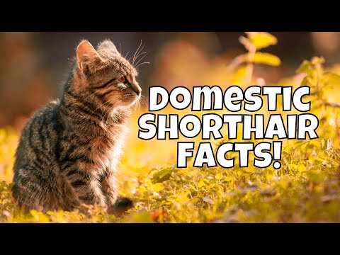 10 Interesting Facts About Domestic Shorthair Cats