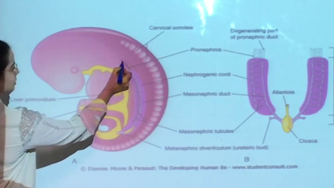 Embriologia do rim e ureter - parte 1