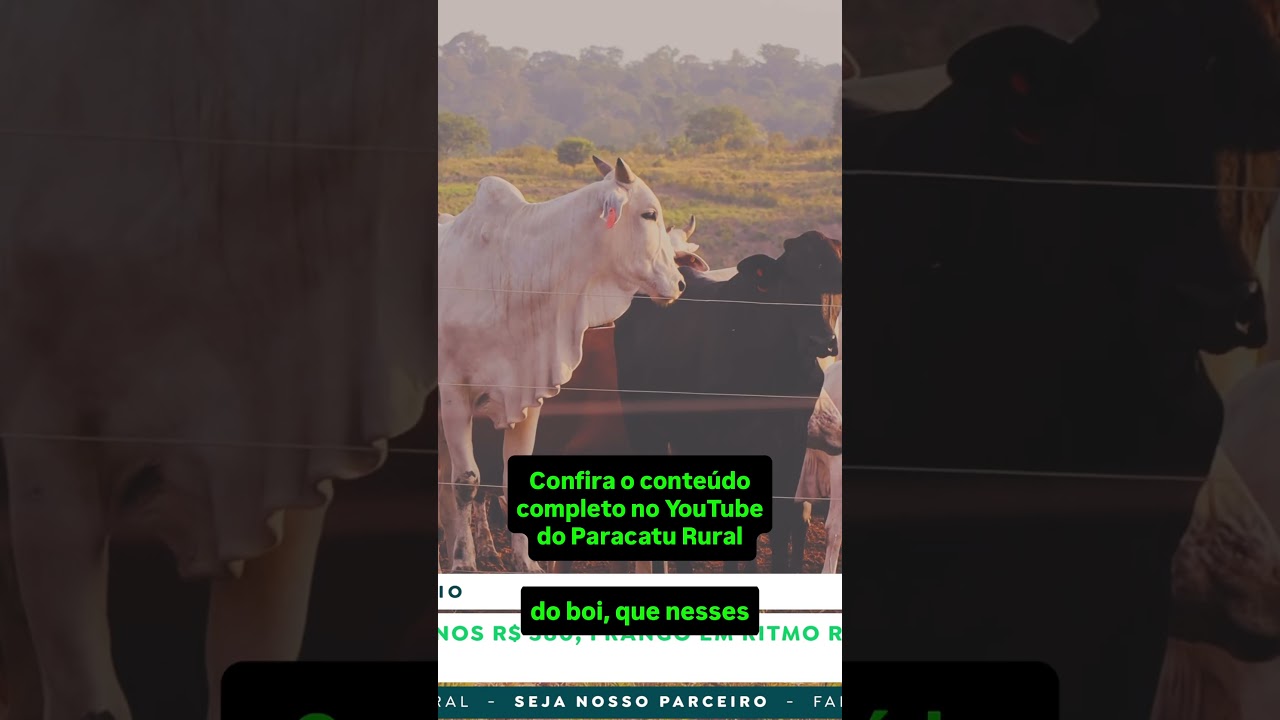 Boi Firme nos R$ 380; Como a Genética Reduz o Prejuízo com Carrapatos?