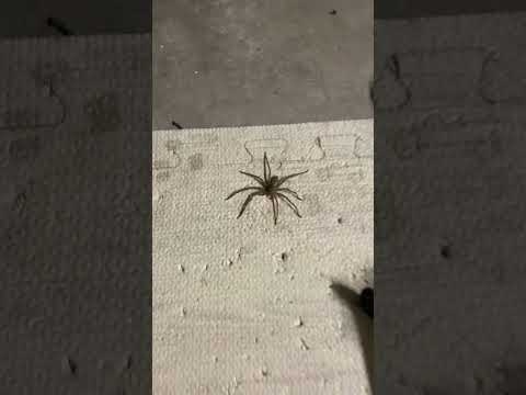 How Fast Are Wolf Spiders