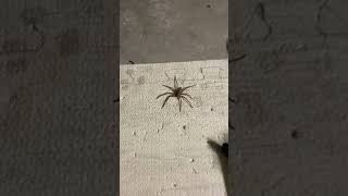 I didn’t realize how fast Wolf Spiders are! #wolfspider #spider #viral #shorts #shortvideo