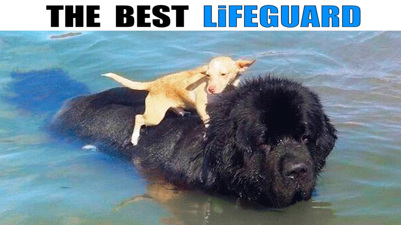 Newfoundland   The Kindest Of All Dog Breeds