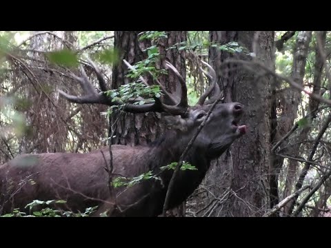 Gewaltiger Hirschkampf ....  Hirsch- Brunft 2022