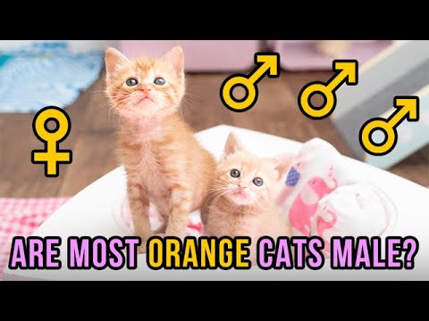 Are Most Orange Cats Male?