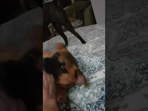 Wrestling with Angela