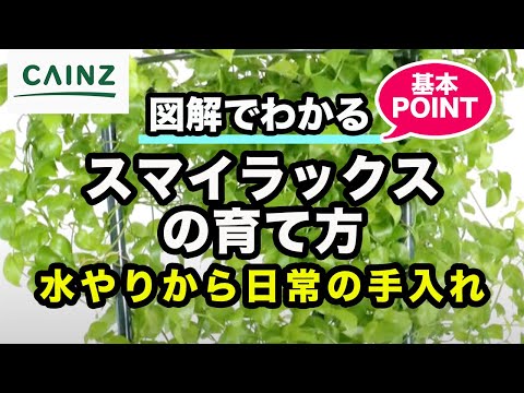 鎌状アスパラガス 植物