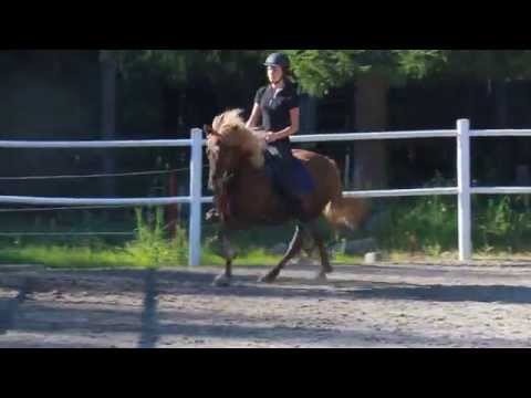 Fagra från Lockhyttan - tölt