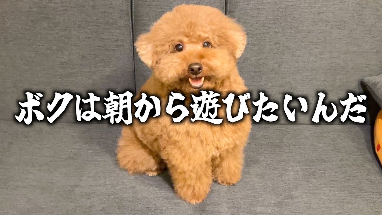 独身男とトイプードルのモーニングルーティン。