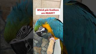 Opening Bird Pin Feathers Which Pins Are Ready? Comparison #parrot #care