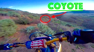 CHASING COYOTES ON DIRTBIKES (FAIL)