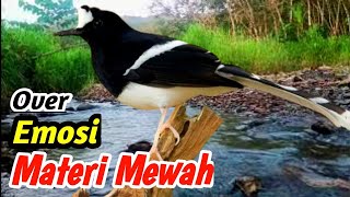 Download lagu Terapi Mastering Kacer Terbaik – Suara Sungai, Burung Hutan & Relaksasi Mendalam mp3 Download lagu Terapi Mastering Kacer Terbaik – Suara Sungai, Burung Hutan & Relaksasi Mendalam mp3