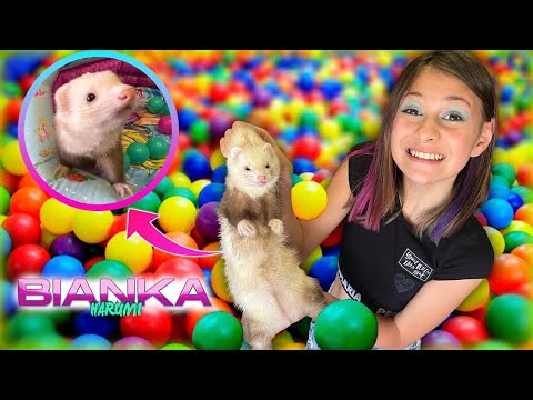 FERRET'S FIRST TIME IN THE BALL PIT! - BIANKA