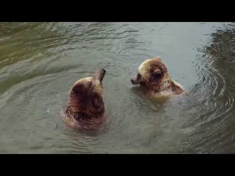 Wasanthaye pibidena mal piyali wage – B & S