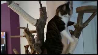 DIY Homemade Real Tree Wood Indoor Cat Tree