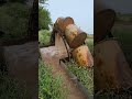 Ancient Technology: Rehat Water Wheel | Persian Wheel | #Shorts #villagelife #Oxen