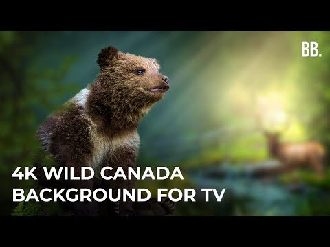 4K Canada & Wild Sounds | 4K Canada Relaxing Film | Canada Wildlife Animals ScreenSaver