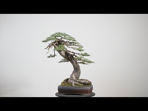 Mountain Hemlock Transformation