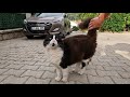 Pink Nosed Fluffy Tuxedo Cat Is A Little Timid But So Cute