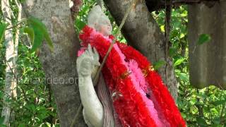 Banbibi of Sundarbans