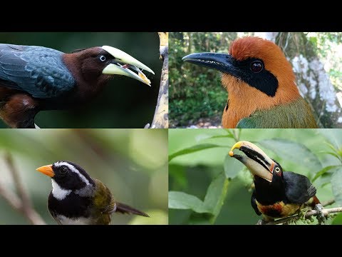 A Look At Bill Diversity On The Panama Fruit Feeder – Aug, 7 2019