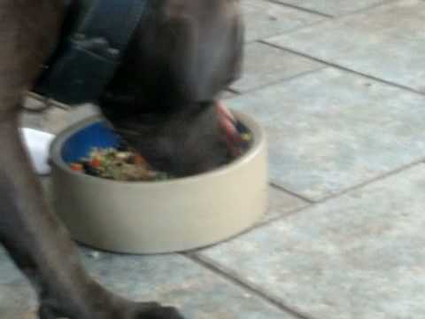 Boca the game bred Pit Bull