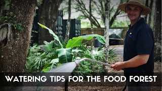 TREE PLANTING FOLLOW-UP: Watering Tips For the Food Forest & Establishing Your Investment