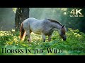 Relax with Horses in the Wild - 4K Beautiful Wild Horses with Ambient Guitar Music