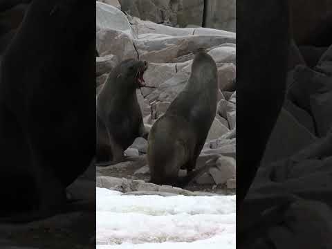 Epic Fur Seal Battle in Antarctica! #cheesemansecologysafaris #wildlife #arcticanimal #ecotourism