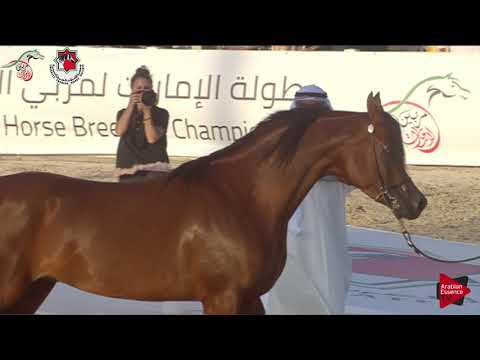 N 384 SG SA'AD   Emirates AHBC