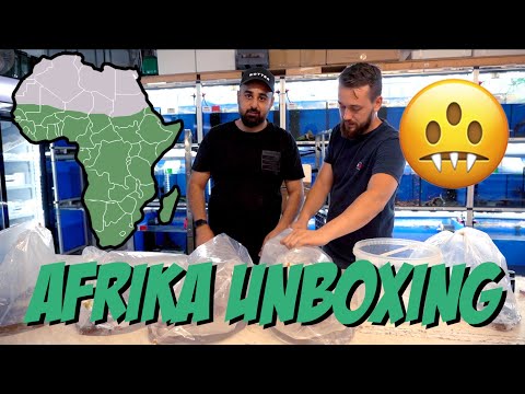 MONSTER UNBOXING AUS AFRIKA 👻 👻  mit Sascha Hoyer