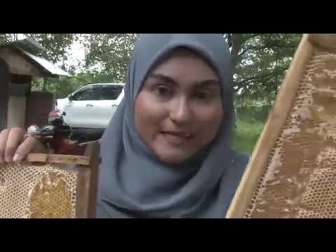 Introduction to honey 