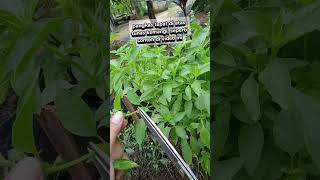Download lagu cara panen kemangi yang tepat #berkebun #sayuran #petiksayur #gardening mp3