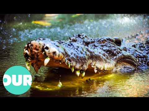 世界中の最大のワニを間近で観察 |私たちの世界