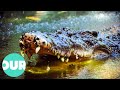 Up Close With Biggest Crocodiles Around The World Our World