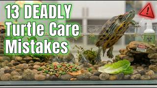 13 DEADLY Turtle Care Mistakes